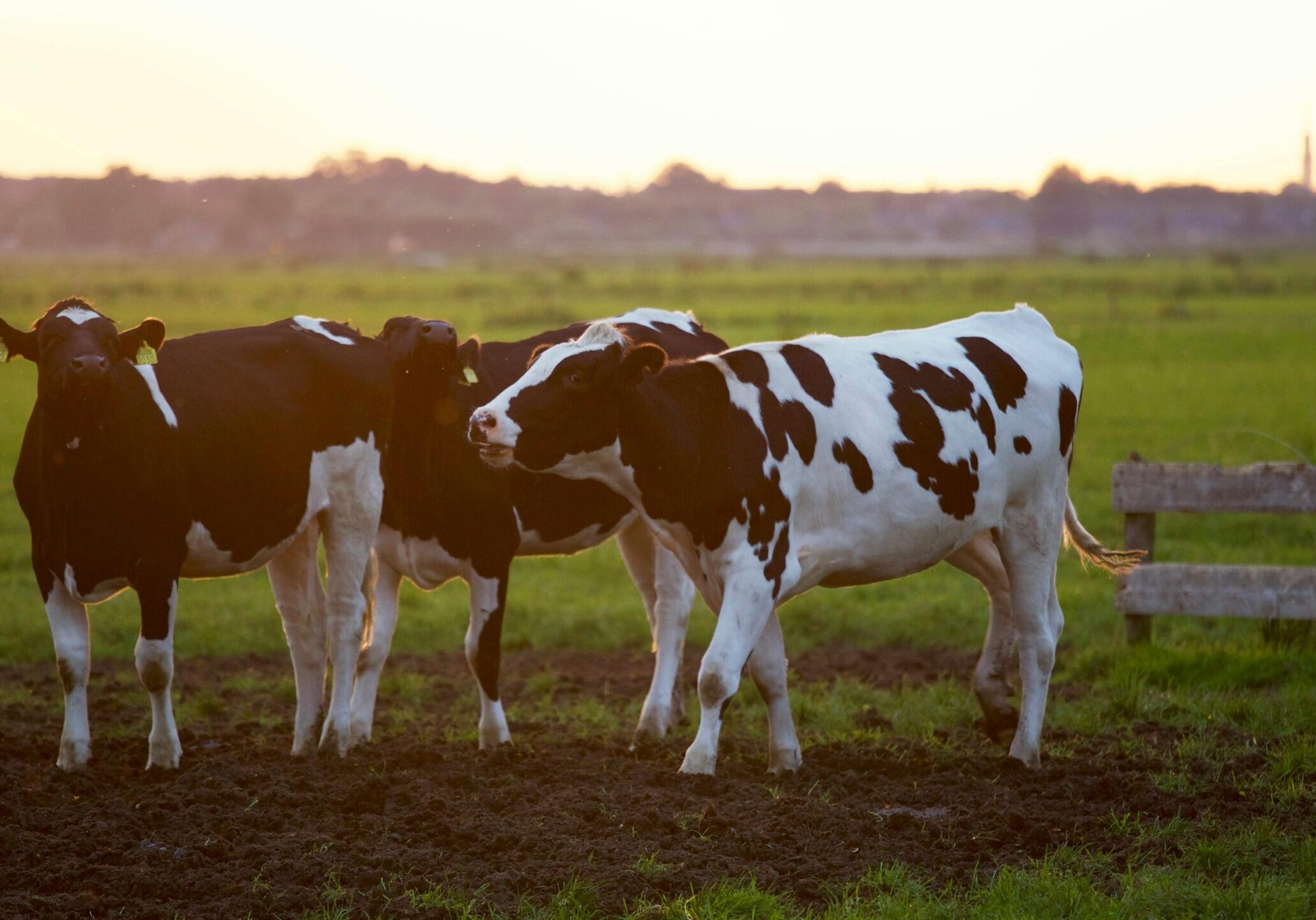 Three Black-and-white Cows